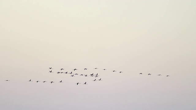 在晴朗的日落天空下，摇摄鸟的剪影-法国卡玛格视频素材