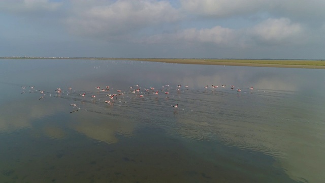 空中摇摄火烈鸟拍打翅膀，而在湖上奔跑，无人机飞过鸟类对晴朗的一天-卡玛格，法国视频素材