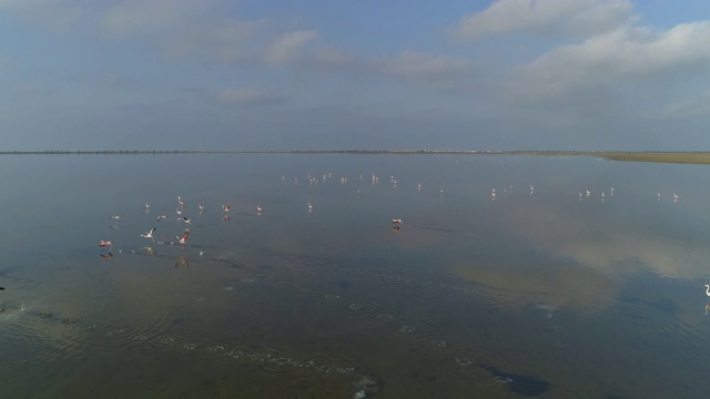 航拍火烈鸟在晴朗的一天在湖上奔跑，无人机向前飞行在云的反射-卡姆尔格，法国视频素材