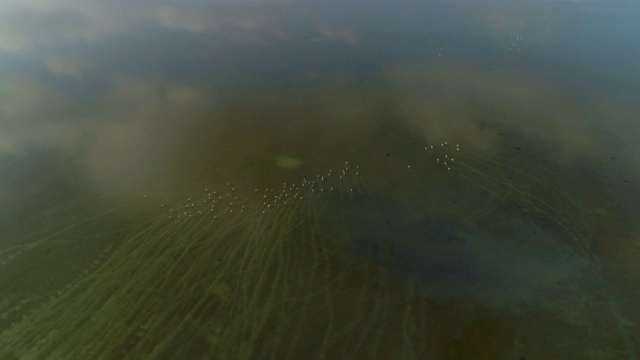 空中摇摄火烈鸟觅食的湖上的云反射，无人机飞过鸟群在阳光明媚的一天-卡玛格，法国视频素材