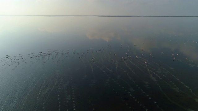 空中摇摄火烈鸟在湖上跑对天空，无人机飞过反射的云-法国卡玛格视频素材