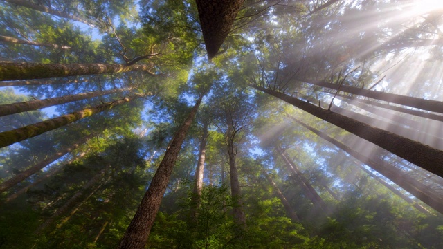 下面是阳光穿过森林树干的照片——加拿大托菲诺视频下载