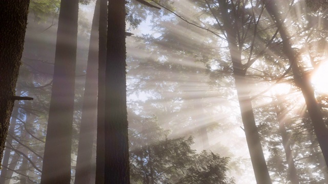 低角度封锁拍摄的阳光透过树干在森林-托菲诺，加拿大视频下载