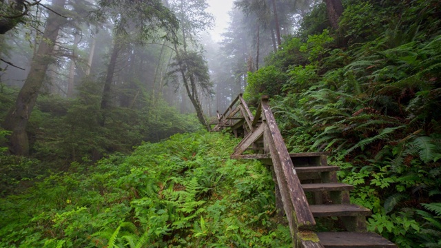 在森林中的绿色植物木台阶的平移时间推移拍摄-托菲诺，加拿大视频下载