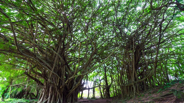 低角度锁定时间推移拍摄的绿树和植物在森林-大岛，夏威夷视频下载