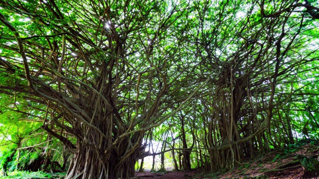 低角度锁定延时拍摄的绿树在森林-大岛，夏威夷视频下载