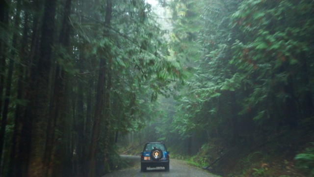 POV拍摄的车辆在道路中高大的绿树在森林中降雨-精灵湖，不列颠哥伦比亚省视频下载