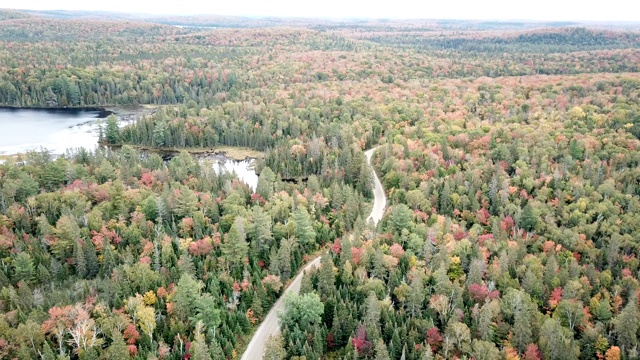 枫叶树叶改变颜色在魁北克，加拿大，秋天的季节背景视频素材