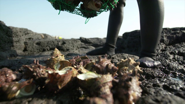 “Haenyeo”(女潜水员)将海螺扔在岩石上/ seongsaneup，西浦浦，韩国济州岛视频下载