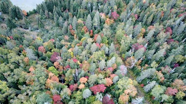 枫叶树叶改变颜色在魁北克，加拿大，秋天的季节背景视频素材