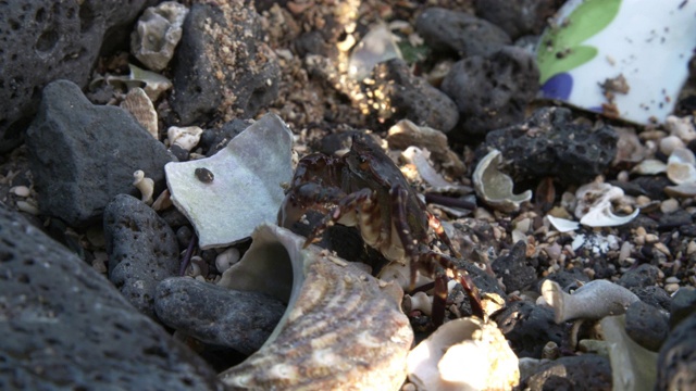 螃蟹穿过石头和贝壳/ seongshan -eup，西浦浦，济州岛，韩国视频素材