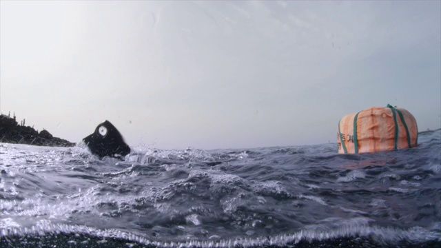 “Haenyeo”(女潜水员)潜水/ seongshan -eup，西浦浦，济州岛，韩国视频素材
