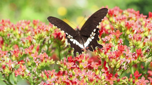 特写:黑燕尾蝶正在吃红花视频下载