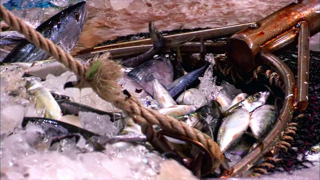 鱼网中的鲭鱼群视频素材
