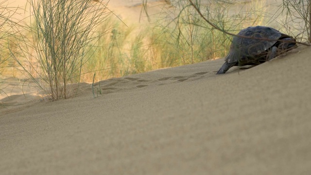 乌龟在沙漠中爬行视频素材