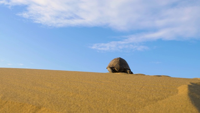 乌龟在沙漠中爬行视频素材
