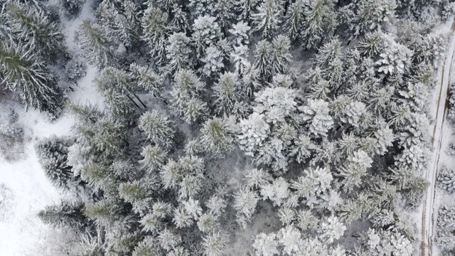 空中俯瞰拍摄的冬季云杉和松树林。被雪覆盖的树视频素材