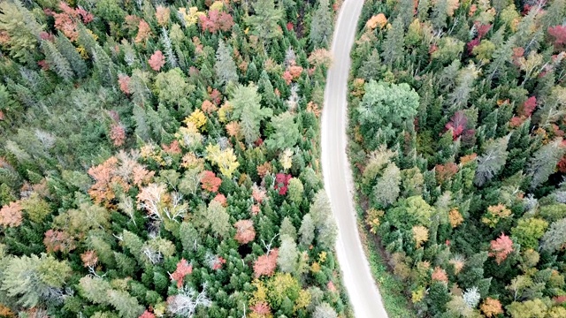 枫叶变化的颜色在魁北克，加拿大，秋天的季节背景视频素材