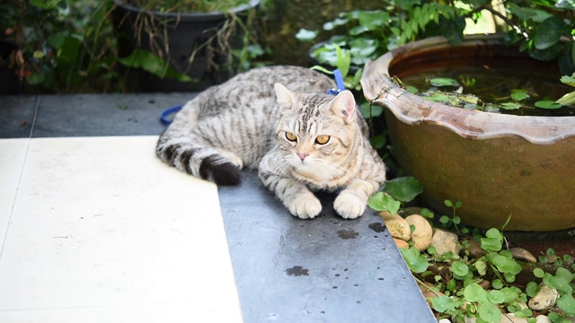 可爱的黄眼睛虎斑猫坐在花园里，四处寻找小鸟视频素材