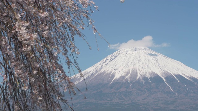 富士山樱花盈盈视频素材