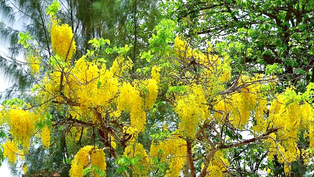 金雨或决明子瘘黄花盛开，松木为背景视频素材