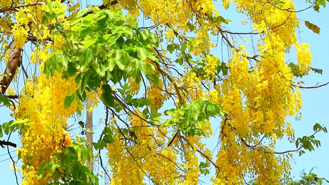 金雨或决明子瘘管花束黄花盛开在蓝天视频素材