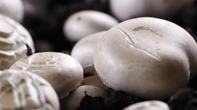 蘑菇生长时间长，新鲜的香菇从地面发芽。视频下载