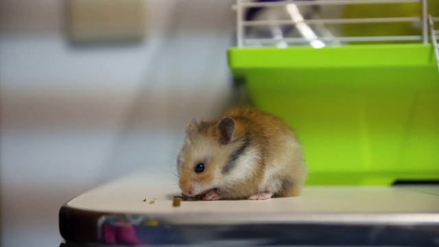 可爱的叙利亚仓鼠在桌子上吃东西视频素材