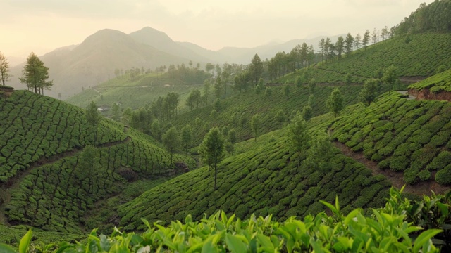 斯坦尼康镜头拍摄的茶叶种植园在Munnar，印度视频素材