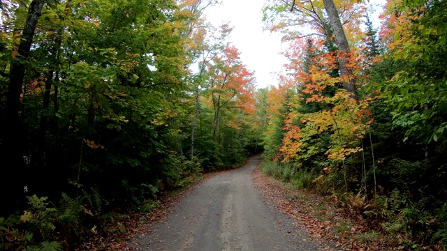 在乡村小路上拾取秋色和树木视频素材