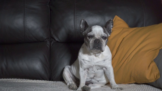 一只法国斗牛犬在家里的沙发上睡着了视频素材