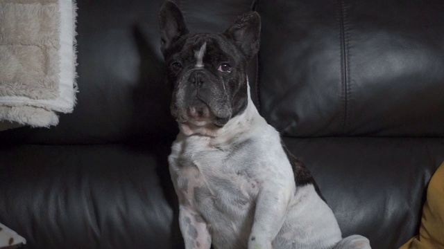 美丽的法国斗牛犬坐在沙发上看着镜头。视频素材