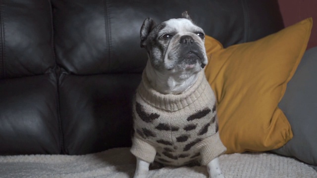 美丽的法国斗牛犬坐在家里的沙发上咳嗽和吞咽在她的豹纹睡衣视频素材