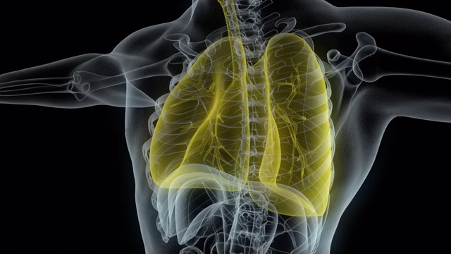男性肺黄色x线模型视频素材