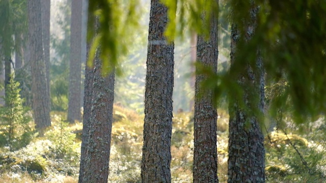 一个春天的早晨，四棵松树在背光下，一根云杉的树枝在风中摇曳视频素材