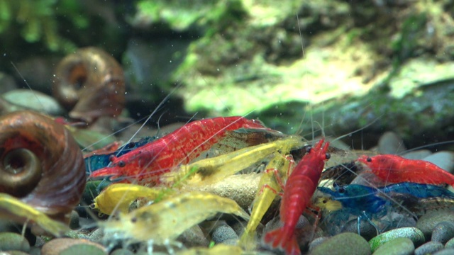 五颜六色的混合吃虾，新ocaridina，时间推移视频素材