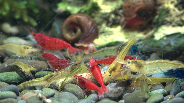 五颜六色的混合吃虾，新ocaridina，时间推移视频下载
