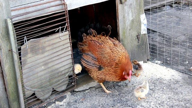 母鸡用毛茸茸的小黄鸡挖爪子视频素材