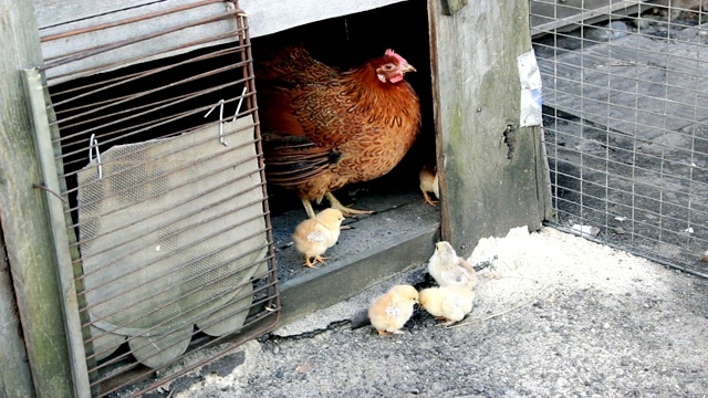 一群家养小鸡在散步视频素材
