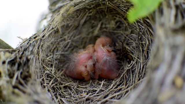 巢中的两只新生鸟(黑鹂或美洲知更鸟)视频素材