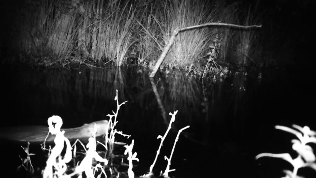 河狸鼠(心肌河狸鼠)或海狸鼠在夜间在树林湖里游泳视频素材
