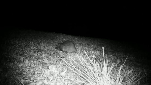 河狸鼠(心肌河狸鼠)或海狸鼠在夜里在草地上吃草视频素材