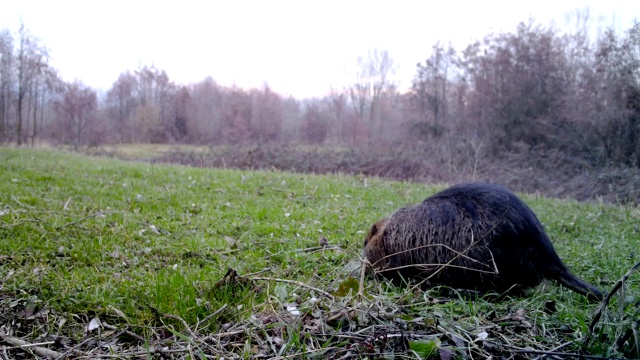 河狸鼠在冬天吃草。野生动物的视频视频素材