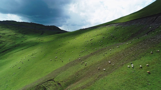 一群羊在高原草原上吃草视频素材