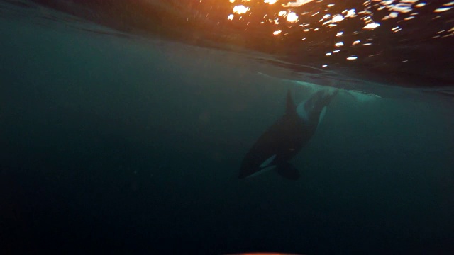 在挪威Kvaenangen峡湾地区，一只巨大的雄性虎鲸在镜头前游泳。视频素材