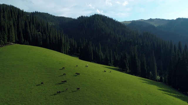 一群在草地上吃草的牛视频素材