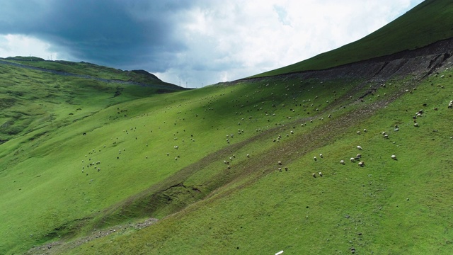 一群羊在高原草原上吃草视频素材