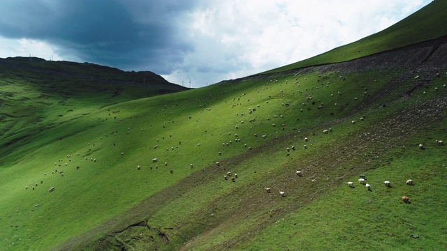 新疆高原草原牧羊空中景观视频素材