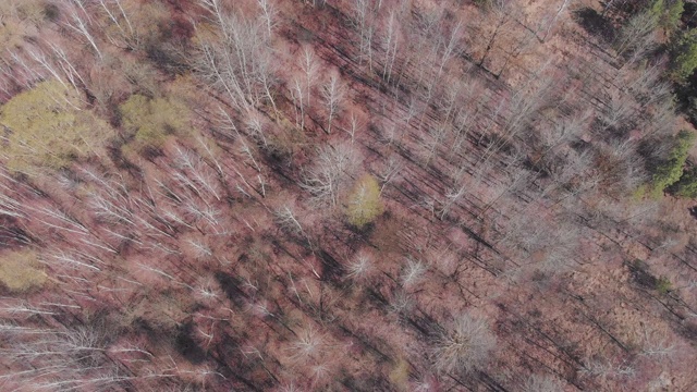 美丽的桦木松林俯视图。鸟瞰图的桦树森林。自然、森林和树木。视频素材