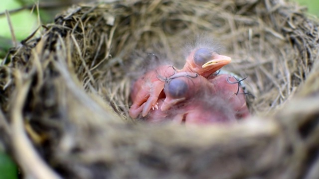 鸟巢中三只新生的鸟(黑鹂或美洲知更鸟)呼唤它们的母亲。视频素材
